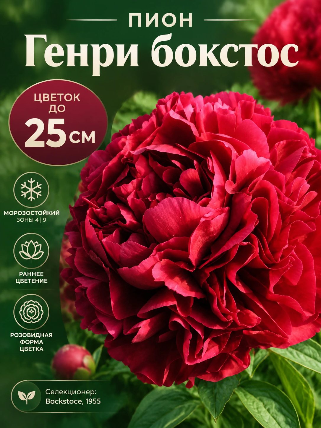 Слайд галереи: пион, цветок до 25 см